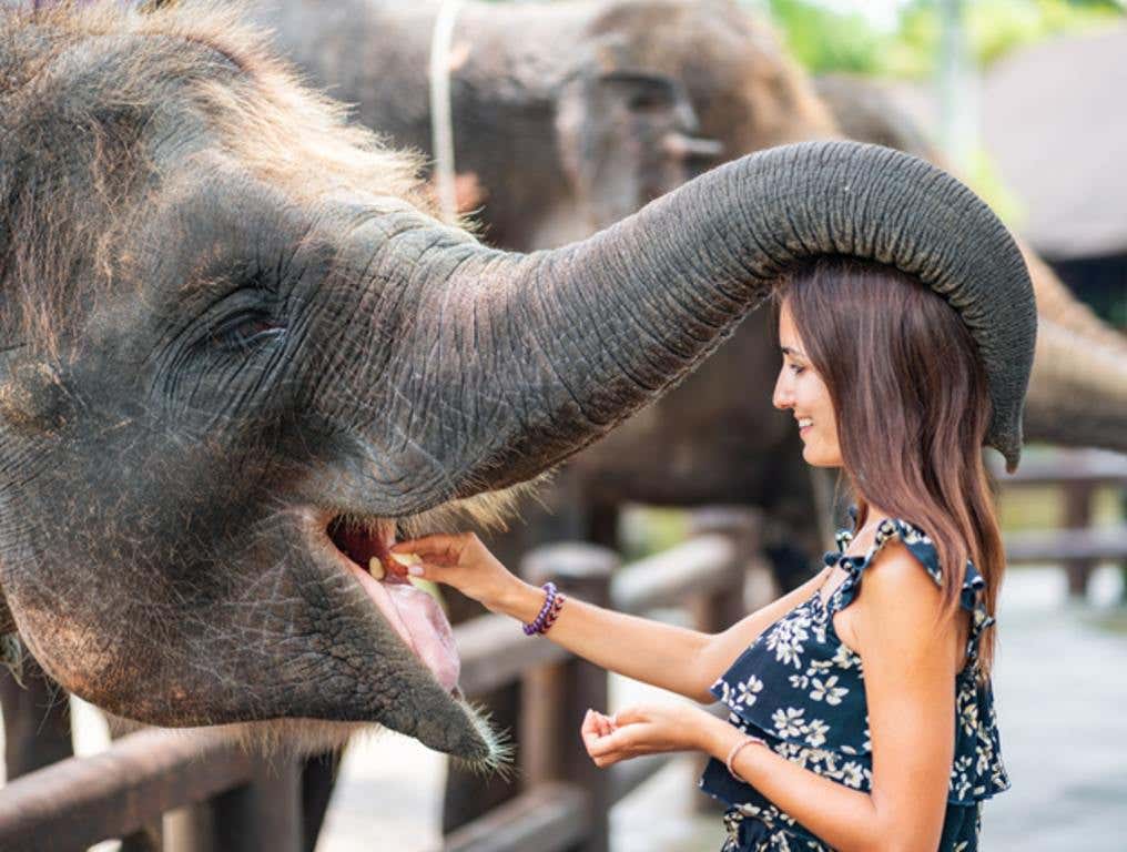 A young feeds an elephant at a contact zoo, which has its trunk wrapped around her. The view of the profile.